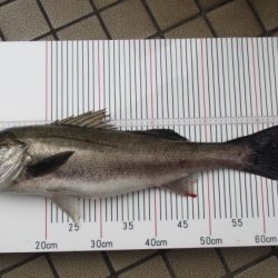 オリジナルメーカー海づり公園(市原市海づり施設) 釣果