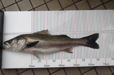 オリジナルメーカー海づり公園(市原市海づり施設) 釣果