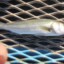 オリジナルメーカー海づり公園(市原市海づり施設) 釣果