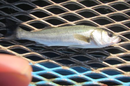 オリジナルメーカー海づり公園(市原市海づり…