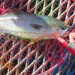オリジナルメーカー海づり公園(市原市海づり施設) 釣果