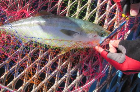 オリジナルメーカー海づり公園(市原市海づり施設) 釣果