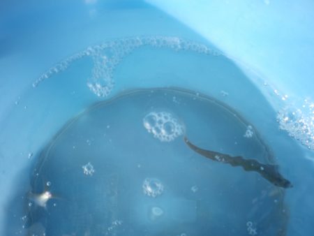 オリジナルメーカー海づり公園(市原市海づり施設) 釣果