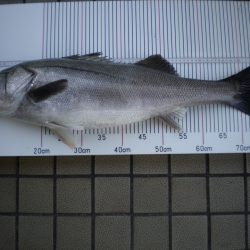 オリジナルメーカー海づり公園(市原市海づり施設) 釣果