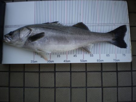 オリジナルメーカー海づり公園(市原市海づり施設) 釣果