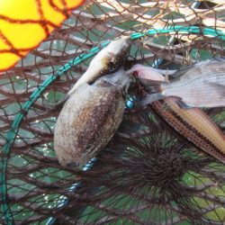 オリジナルメーカー海づり公園(市原市海づり施設) 釣果