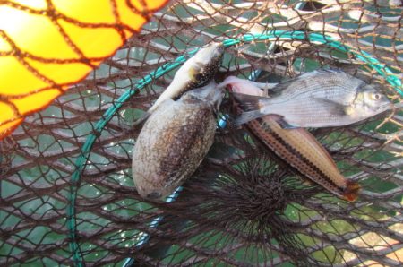 オリジナルメーカー海づり公園(市原市海づり施設) 釣果