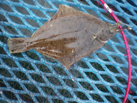 オリジナルメーカー海づり公園(市原市海づり施設) 釣果