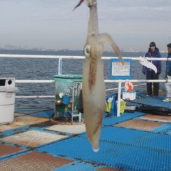 オリジナルメーカー海づり公園(市原市海づり施設) 釣果