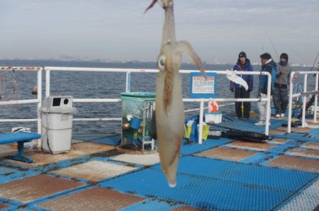 オリジナルメーカー海づり公園(市原市海づり施設) 釣果