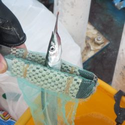 オリジナルメーカー海づり公園(市原市海づり施設) 釣果