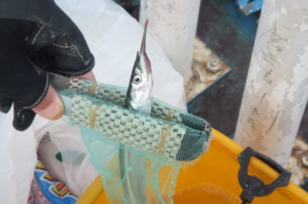 オリジナルメーカー海づり公園(市原市海づり施設) 釣果