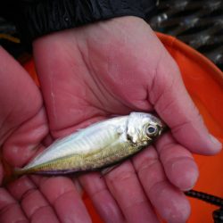 オリジナルメーカー海づり公園(市原市海づり施設) 釣果