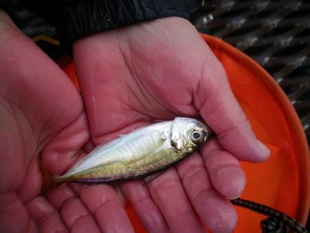 オリジナルメーカー海づり公園(市原市海づり施設) 釣果