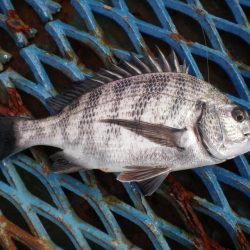 オリジナルメーカー海づり公園(市原市海づり施設) 釣果