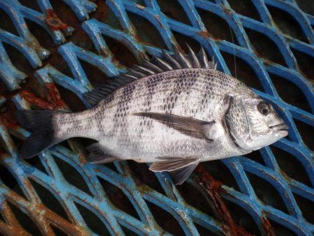 オリジナルメーカー海づり公園(市原市海づり施設) 釣果