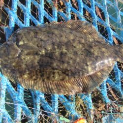 オリジナルメーカー海づり公園(市原市海づり施設) 釣果