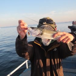 オリジナルメーカー海づり公園(市原市海づり施設) 釣果