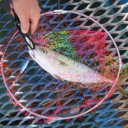 オリジナルメーカー海づり公園(市原市海づり施設) 釣果