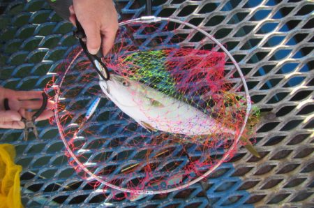 オリジナルメーカー海づり公園(市原市海づり施設) 釣果