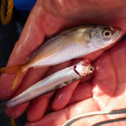 オリジナルメーカー海づり公園(市原市海づり施設) 釣果