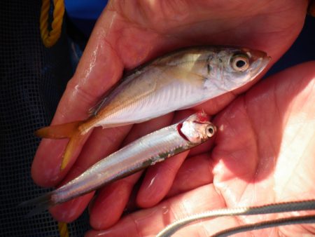 オリジナルメーカー海づり公園(市原市海づり施設) 釣果