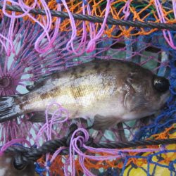 オリジナルメーカー海づり公園(市原市海づり施設) 釣果