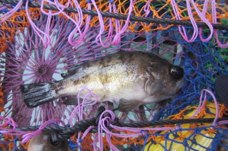 オリジナルメーカー海づり公園(市原市海づり施設) 釣果