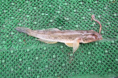 オリジナルメーカー海づり公園(市原市海づり施設) 釣果