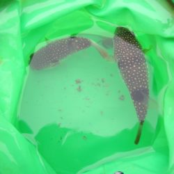 オリジナルメーカー海づり公園(市原市海づり施設) 釣果