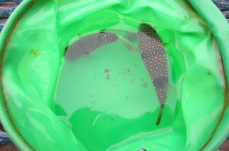 オリジナルメーカー海づり公園(市原市海づり施設) 釣果