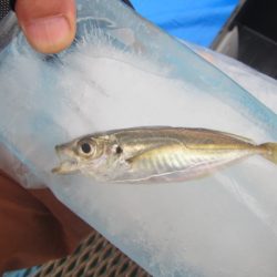 オリジナルメーカー海づり公園(市原市海づり施設) 釣果