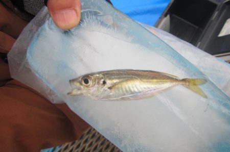 オリジナルメーカー海づり公園(市原市海づり施設) 釣果