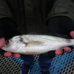 オリジナルメーカー海づり公園(市原市海づり施設) 釣果