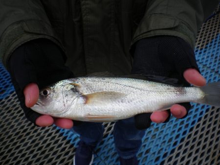 オリジナルメーカー海づり公園(市原市海づり施設) 釣果