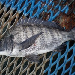 オリジナルメーカー海づり公園(市原市海づり施設) 釣果