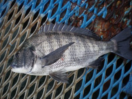 オリジナルメーカー海づり公園(市原市海づり施設) 釣果