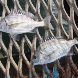 オリジナルメーカー海づり公園(市原市海づり施設) 釣果