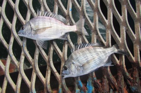 オリジナルメーカー海づり公園(市原市海づり施設) 釣果