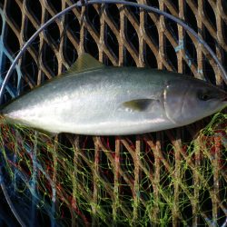 オリジナルメーカー海づり公園(市原市海づり施設) 釣果