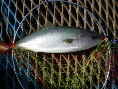オリジナルメーカー海づり公園(市原市海づり施設) 釣果