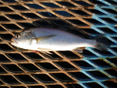 オリジナルメーカー海づり公園(市原市海づり施設) 釣果