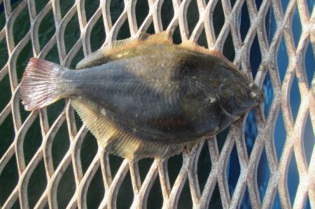 オリジナルメーカー海づり公園(市原市海づり施設) 釣果