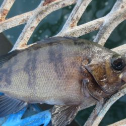 オリジナルメーカー海づり公園(市原市海づり施設) 釣果