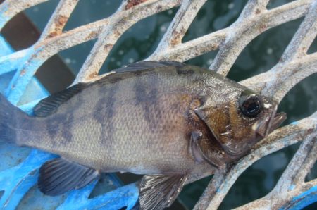 オリジナルメーカー海づり公園(市原市海づり施設) 釣果