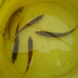 オリジナルメーカー海づり公園(市原市海づり施設) 釣果