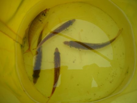 オリジナルメーカー海づり公園(市原市海づり施設) 釣果