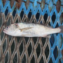 オリジナルメーカー海づり公園(市原市海づり施設) 釣果