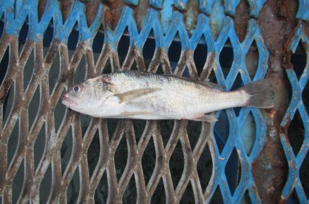 オリジナルメーカー海づり公園(市原市海づり施設) 釣果