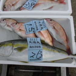 大進丸(新潟) 釣果